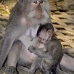 monkey_macaque_balinese_mf_ubud_v_0260_bal0261.jpg